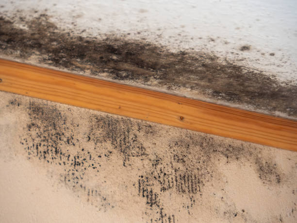 Best Comprehensive Air Testing for Mold Contaminants  in Oakwood, OH